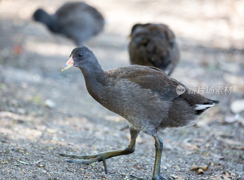 澳大利亚:Pale-Vented Bush-Hen